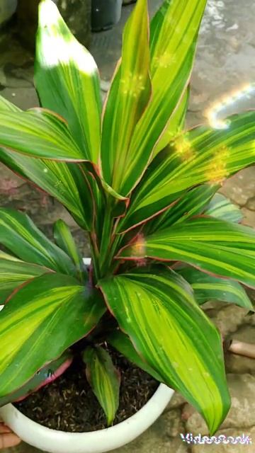 Dracena kiwi 🥝 смотреть онлайн