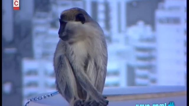 ميليسا смотреть онлайн