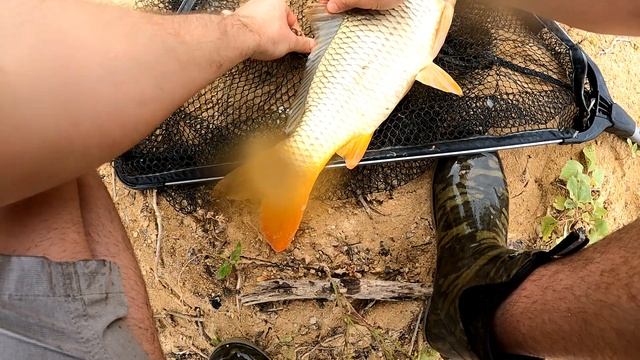 WILD Carp Fishing - Hiking Trails & Exploring a Hidden Bank Spot смотреть онлайн