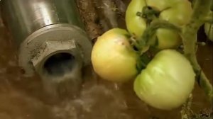 Галина кизима урожай без хлопот