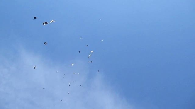 Николаевские высоколётые голуби подъём 27.02.13. смотреть онлайн