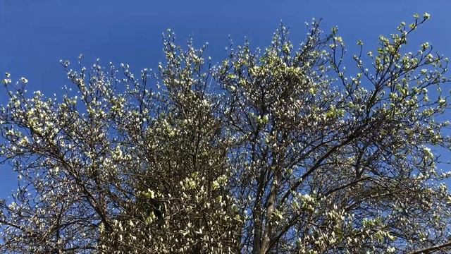 Whitebeam - crown - April 2021 смотреть онлайн