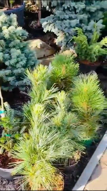 Ель Пуш , на штамбе) продажа в группе телеграмм https://t.me/S76Olga_76 смотреть онлайн