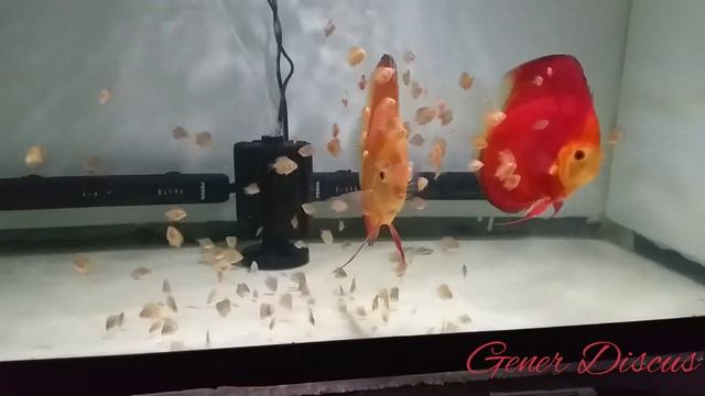 red golden diamond discus смотреть онлайн