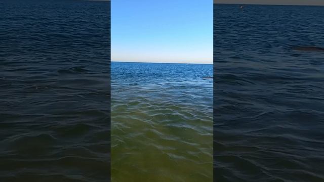 Черноморские дельфины.Витязево.2022г.