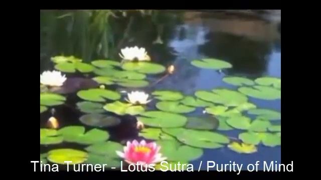 Tina Turner - Lotus Sutra / Purity of Mind смотреть онлайн