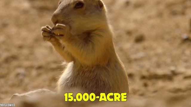 15 Cute Animals That Can Be Deadly смотреть онлайн