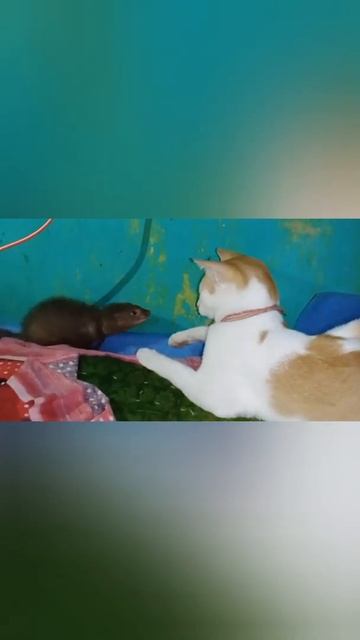 Mongoose vs cat funny fight || INDIAN mongoose and cat || #petworld part 1 смотреть онлайн