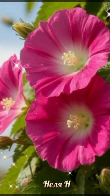 ВидеоОткрытки на Каждый день. Доброе утро. Сладких снов смотреть онлайн