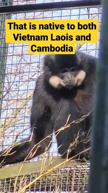 Yellow Cheeked Gibbon#edinburghzoo#shorts смотреть онлайн