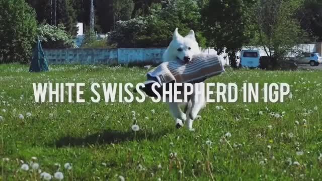 WSS Litter “S-3” 2025 IZBB Kennel