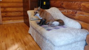 Лиса-Алиса. Белый пришел в дом, чтобы позвать лису гулять