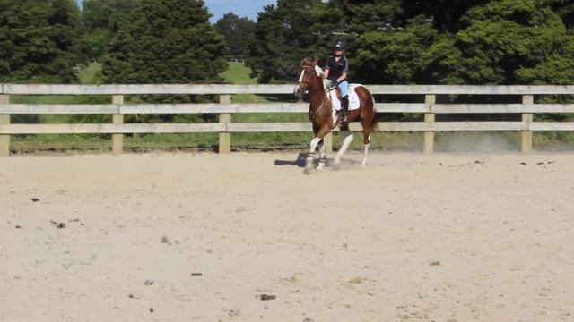 Galaxy Samara (3 yrs) flat work смотреть онлайн