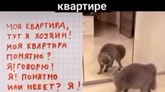 Моя квартира.сказал! Котоистории смотреть онлайн