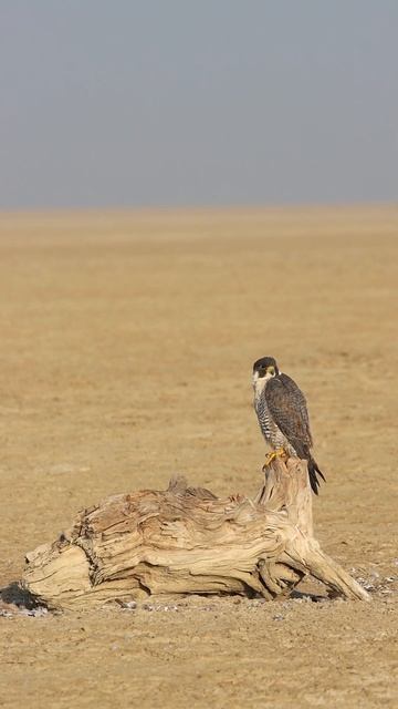 Canon EOS 90D and Sigma 150-600mm contemporary lens, Bird photography #birds #lens #photography смотреть онлайн