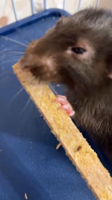 Татоша грызун необыкновенный.  #крысы #rat #animal #животные