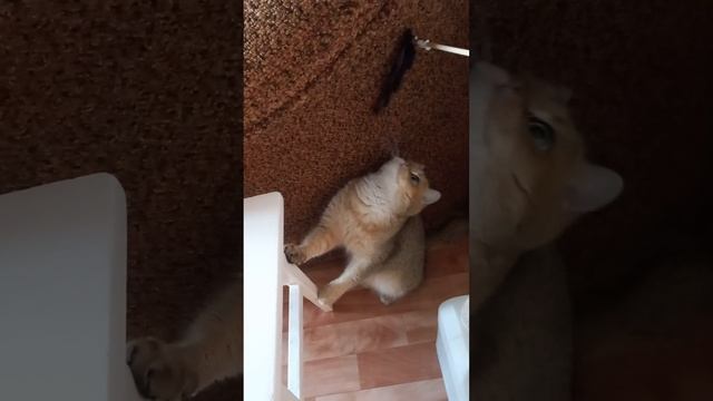 конец пугает! Рыжик смотрит на кого-то 😰 смотреть онлайн