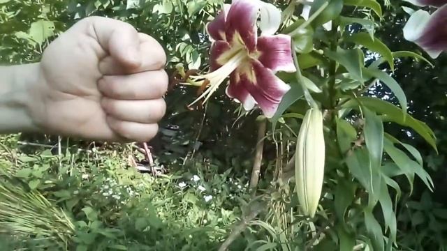 IN GOD “In Natures Great Out Doors" Lilium Oriental Stargazer Purple Lilies смотреть онлайн