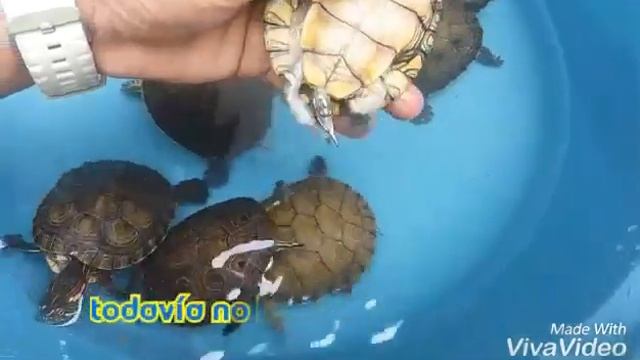 Diferencias tortuga macho y hembra trachemys callirostris bebes desde 3.5 centímetros de caparazón смотреть онлайн