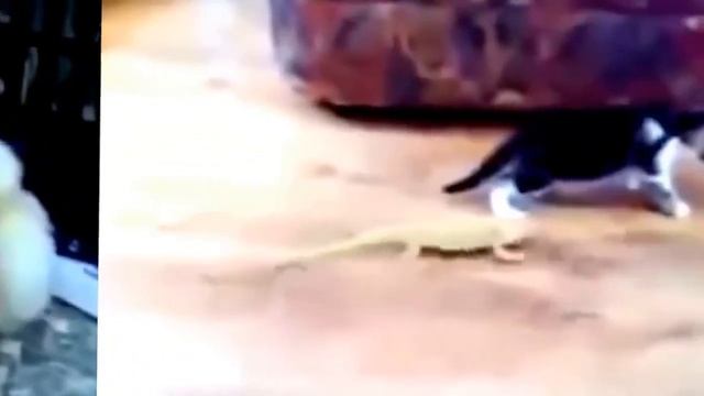 Самые смешные коты #32, февраль 2016 смотреть онлайн
