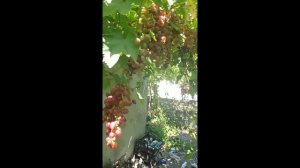 Изумление виноград