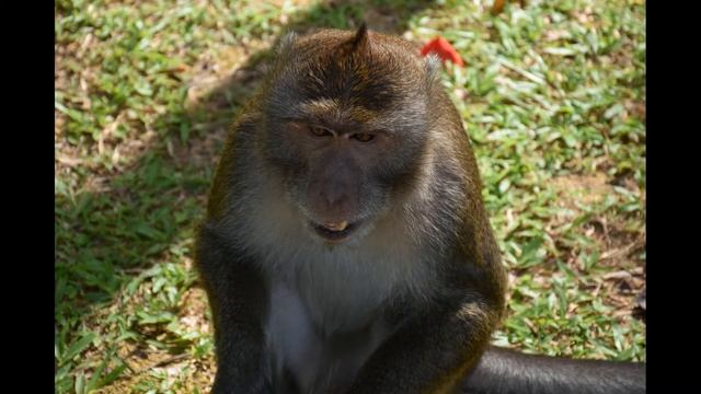 Парк обезъян в Краби