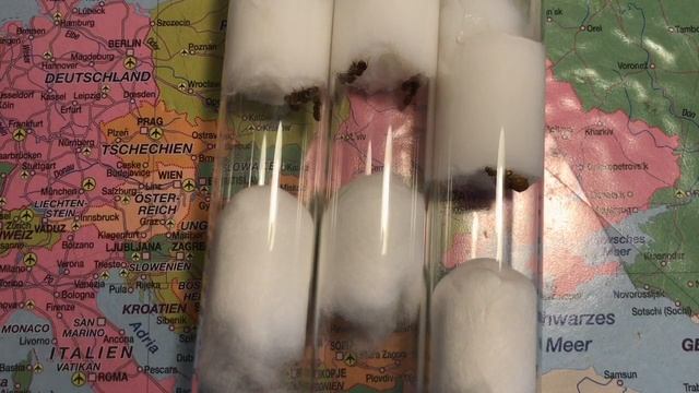 (Cauto)Lasius Flavus Gründungsversuch In Pleometrose | Update #01