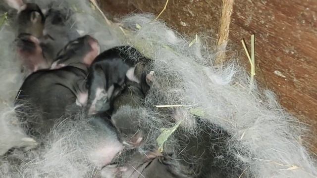 ВСЕМ ДОБРОЕ УТРО! ЕСЛИ ОНО ДОБРОЕ. ПОПОЛНЕНИЕ В ХОЗЯЙСТВЕ. НАЛОМАЛА КУКУРУЗЫ. 31.07.23 смотреть онлайн