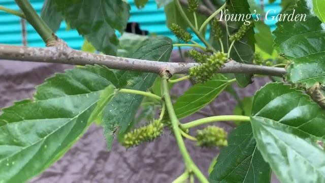 3 different varieties of MULBERRY trees. What you need to know. смотреть онлайн