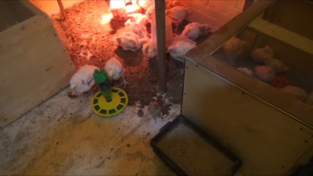 Перепел залетел к цыплятам бройлерам