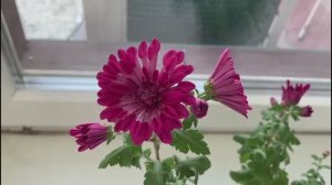 Как укоренить хризантему из букета и любоваться цветением круглый год?