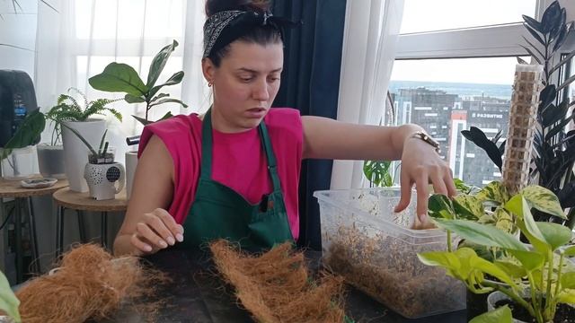 Эпипремнум на тотеме