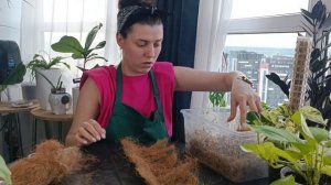 Эпипремнум на тотеме