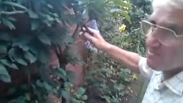 Gardening tips with Dennis Hubbard ( No. 8) смотреть онлайн