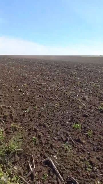 Уничтожение стерни подсолнечника. Дисковая борона ЛД-8 ПК EURO. смотреть онлайн