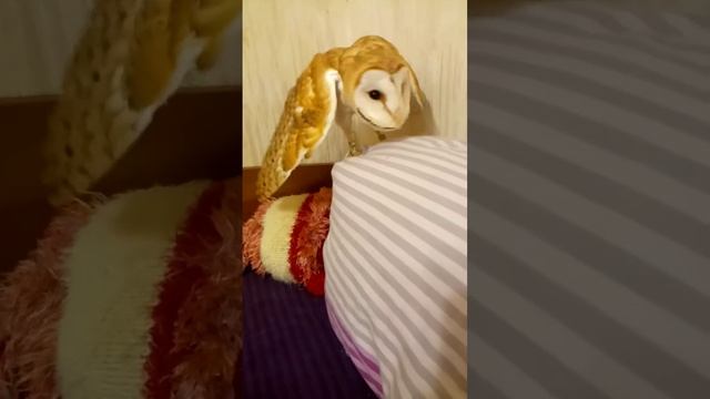 сипуха Кукувая пугает