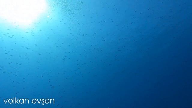 Kemer Üç Adalar Tüplü Dalış | Kaplumbağa Reef Dalış Bölgesi | Scuba Diving смотреть онлайн