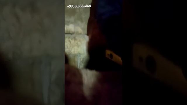 на продажу кочкорик 30т сом 6 мес. смотреть онлайн