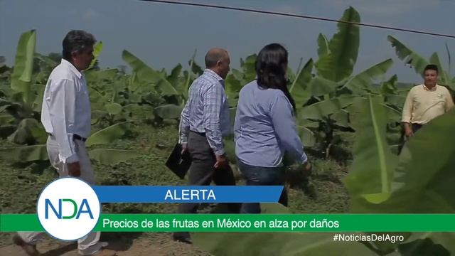 Precios de las frutas en México en alza por daños смотреть онлайн