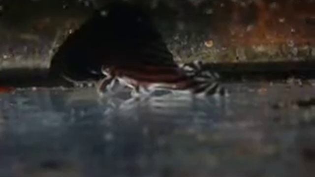 Hypancistrus zebra L46 spawning смотреть онлайн