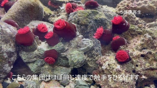 不思議生物！ウメボシイソギンチャク（Actinia equina）の開花？！Beadlet anemone　flowering⁈ смотреть онлайн