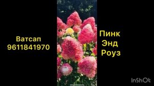 Метельчатая гортензия Пинк энд Роуз