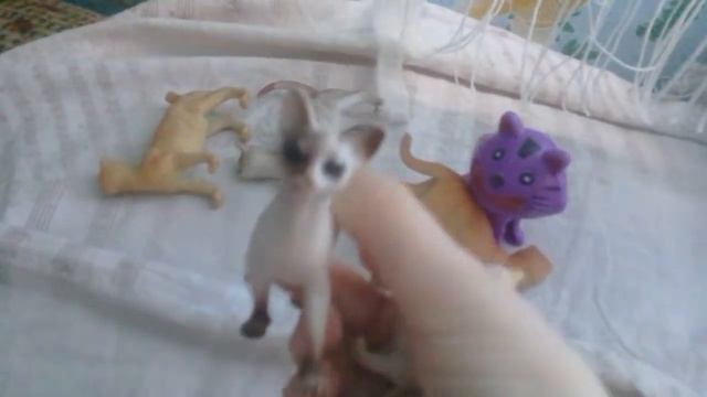 Моя. Коллекция. Кошек смотреть онлайн