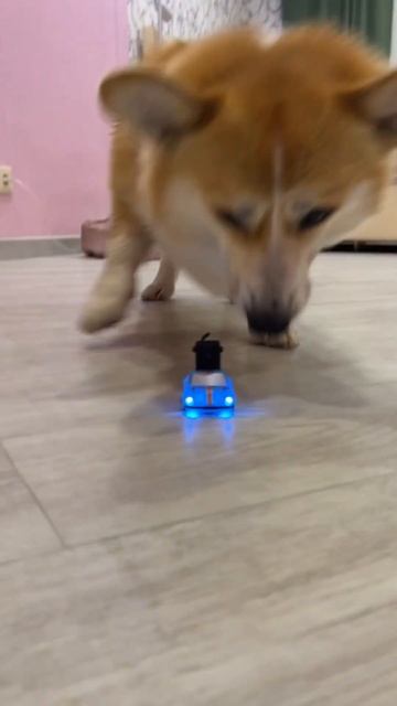 #fpv машинка - развлечение для вашего питомца #corgi #toys #car заказать можно в комментариях смотреть онлайн