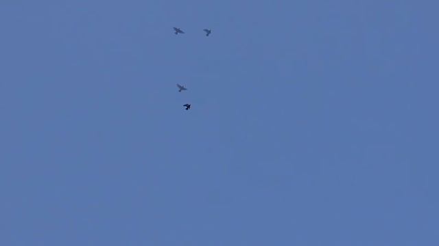 10.01.2019 Полет и игра в ленту бойных голубей смотреть онлайн