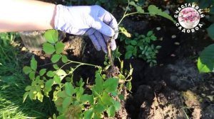 РОЗЫ. КАК СОХРАНИТЬ ВСЕ УКОРЕНЕННЫЕ ЧЕРЕНКИ РОЗ ПОСЛЕ ПЕРЕСАДКИ! ПРИЧИНЫ ГИБЕЛИ УКОРЕНЕННЫХ ЧЕРЕНКО