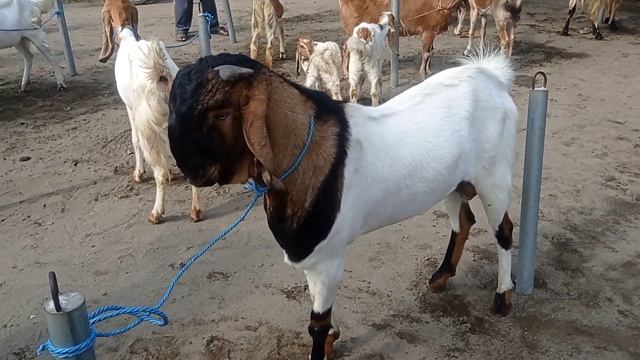 Kira-kira Besok Kambing Jantan Menjelang Kuban Naik Gak Ya? смотреть онлайн