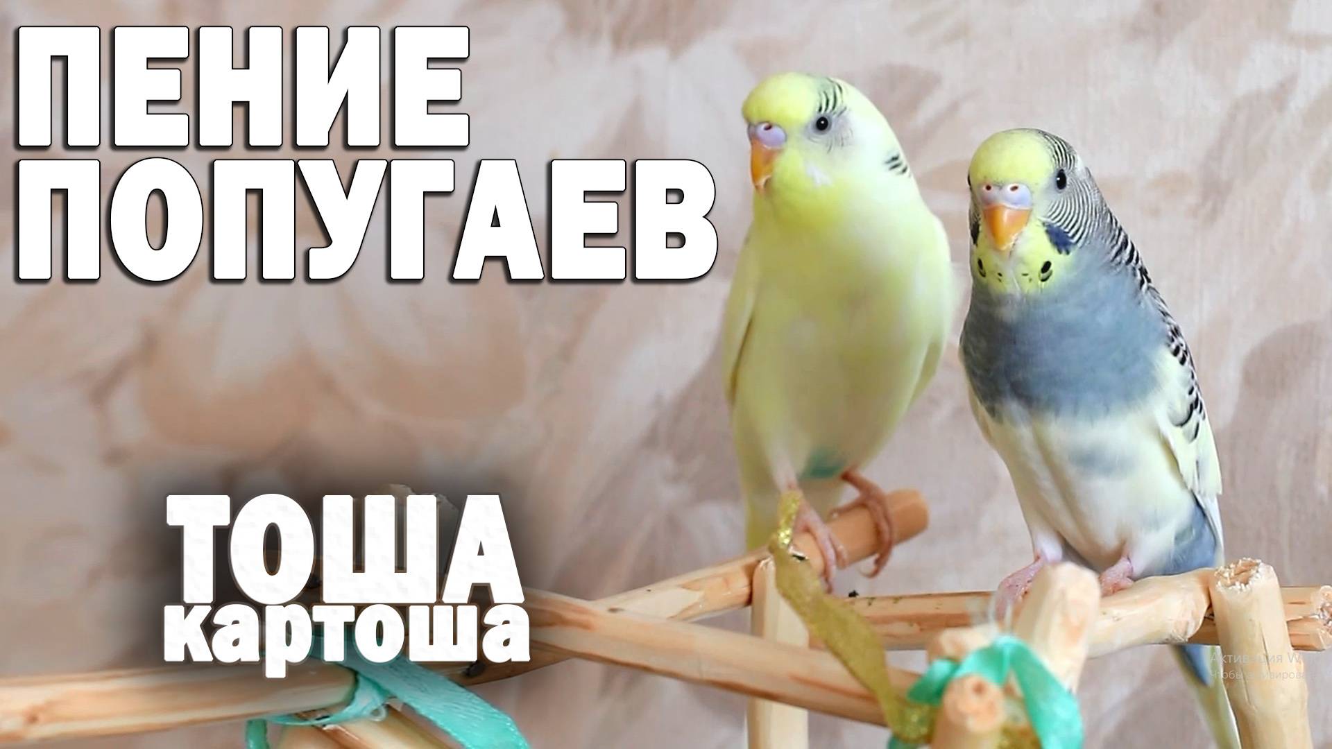 Весёлое пение волнистых попугаев. 3 часа