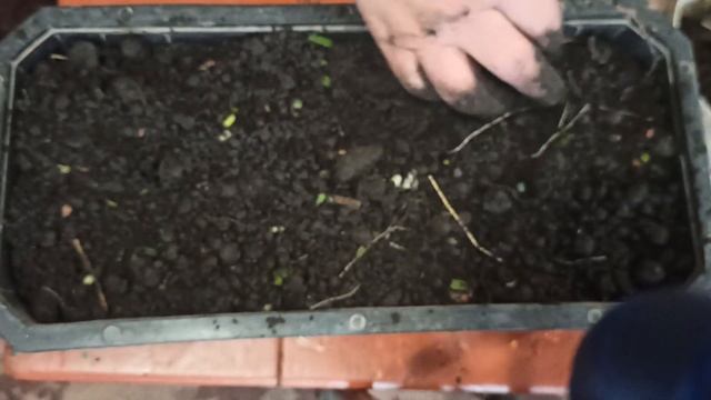 КАПУСТА НА РОЗСАДУ смотреть онлайн