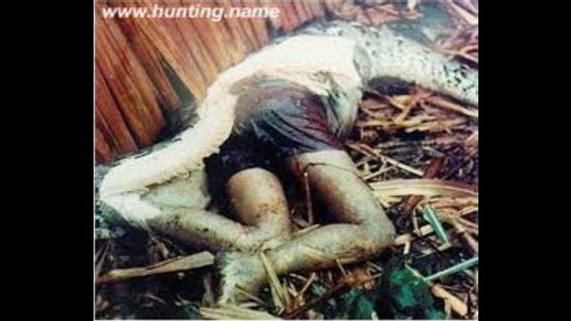 SNAKES YOUTUBE смотреть онлайн